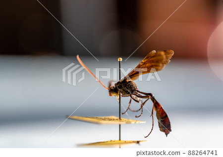 pinned ichneumon wasp specimen in an entomology insect collection pinned ichneumon wasp specimen in an entomology insect collection 88264741