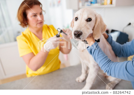 Veterinarian doctor checking beautiful dog in clinic Veterinarian doctor checking beautiful dog in clinic 88264742