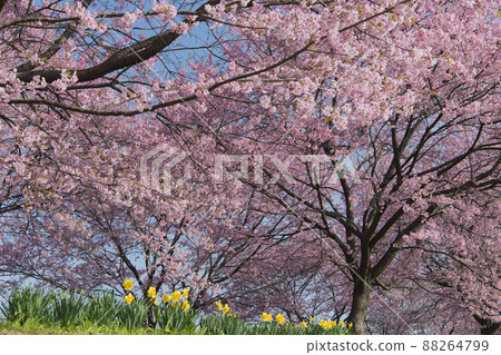 Kitaizumi Sakuragaya Park 88264799