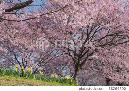 Kitaizumi Sakuragaya Park 88264800