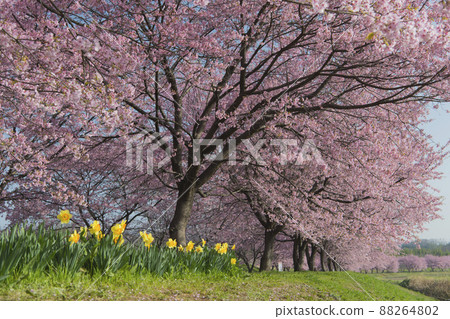 Kitaizumi Sakuragaya Park 88264802