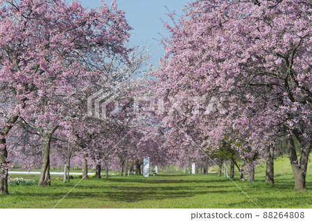 Kitaizumi Sakuragaya Park 88264808