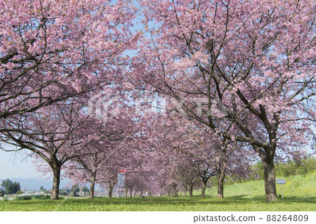 Kitaizumi Sakuragaya Park 88264809