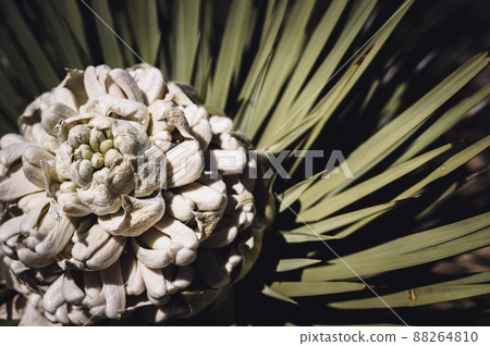 Flowering bloom of a Yucca brevifolia at Joshua Tree National Park in California, USA Flowering bloom of a Yucca brevifolia at Joshua Tree National Park in California, USA 88264810