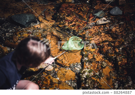 Young child with a net catching a crab in a tidal pool at Acadia National Park in Maine Young child with a net catching a crab in a tidal pool at Acadia National Park in Maine 88264887