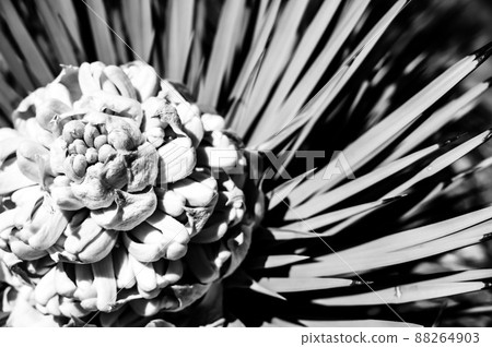 Flowering bloom of a Yucca brevifolia at Joshua Tree National Park in California, USA Flowering bloom of a Yucca brevifolia at Joshua Tree National Park in California, USA 88264903