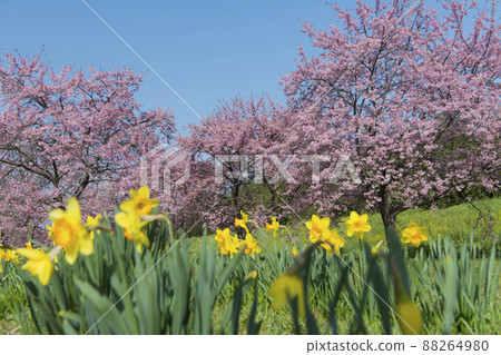 Kitaizumi Sakuragaya Park Kitaizumi Sakuragaya Park 88264980