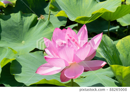蓮花 蓮花 88265008