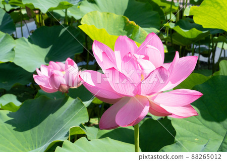 Lotus flower 88265012