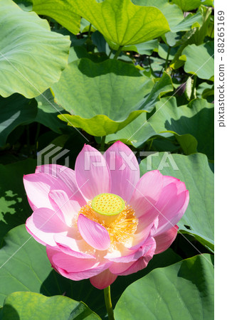 Lotus flower 88265169