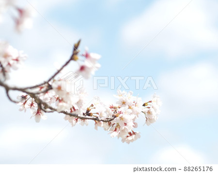 Cute cherry tree Cute cherry tree 88265176
