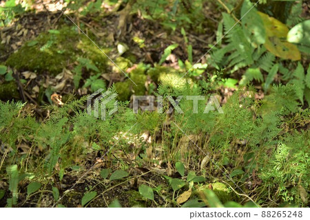 Cute green 88265248