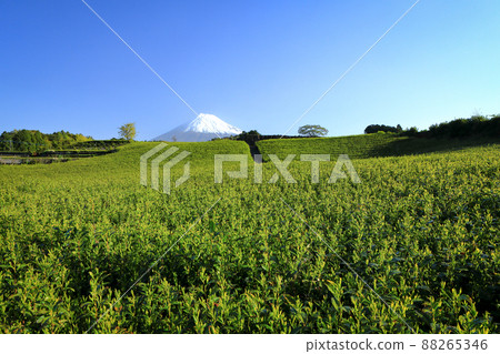 Japanese landscape New tea plantation and Mt. Fuji Imamiya, Fuji City, Shizuoka Prefecture 88265346