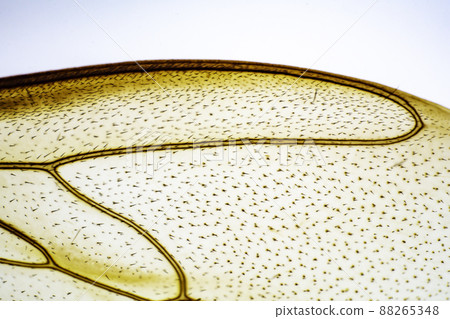 Bee feather microscopic image 88265348