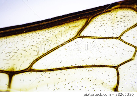 Bee feather microscopic image 88265350