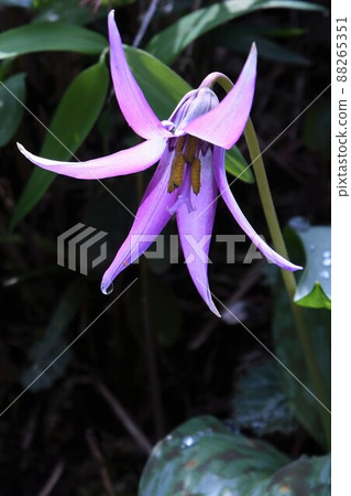 Flowering of erythronium 88265351