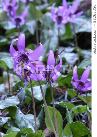 Flower group of katakuri Flower group of katakuri 88265356