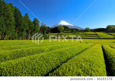 Japanese landscape New tea plantation and Mt. Fuji Sasaba, Fuji City, Shizuoka Prefecture Japanese landscape New tea plantation and Mt. Fuji Sasaba, Fuji City, Shizuoka Prefecture 88265379