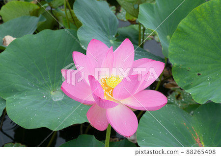 蓮花 蓮花 88265408