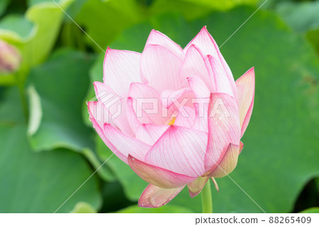 蓮花 蓮花 88265409