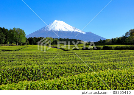 Japanese landscape New tea plantation and Mt. Fuji Sasaba, Fuji City, Shizuoka Prefecture Japanese landscape New tea plantation and Mt. Fuji Sasaba, Fuji City, Shizuoka Prefecture 88265410