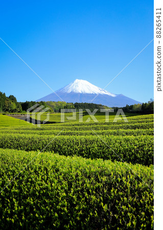 Japanese landscape New tea plantation and Mt. Fuji Sasaba, Fuji City, Shizuoka Prefecture Japanese landscape New tea plantation and Mt. Fuji Sasaba, Fuji City, Shizuoka Prefecture 88265411