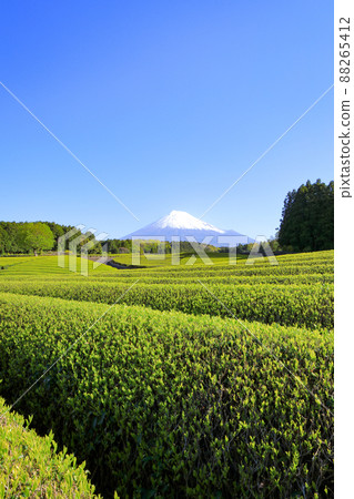 Japanese landscape New tea plantation and Mt. Fuji Sasaba, Fuji City, Shizuoka Prefecture Japanese landscape New tea plantation and Mt. Fuji Sasaba, Fuji City, Shizuoka Prefecture 88265412