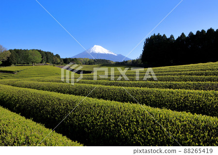 Japanese landscape New tea plantation and Mt. Fuji Sasaba, Fuji City, Shizuoka Prefecture Japanese landscape New tea plantation and Mt. Fuji Sasaba, Fuji City, Shizuoka Prefecture 88265419