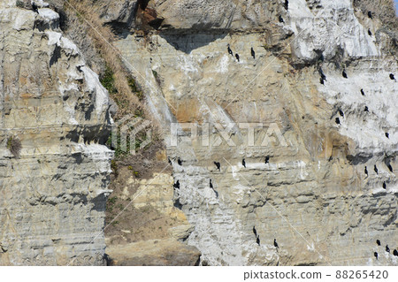 A bird perching on a cliff on the Tajiri coast, where Don Rodrigo landed A bird perching on a cliff on the Tajiri coast, where Don Rodrigo landed 88265420
