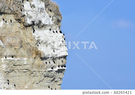 A bird perching on a cliff on the Tajiri coast, where Don Rodrigo landed A bird perching on a cliff on the Tajiri coast, where Don Rodrigo landed 88265421
