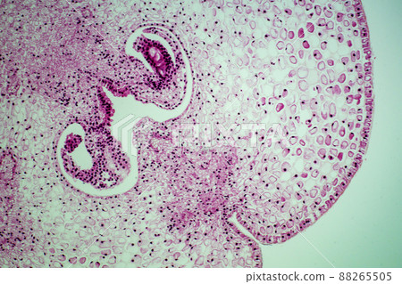 Cross section of lily ovary microscopic image 88265505