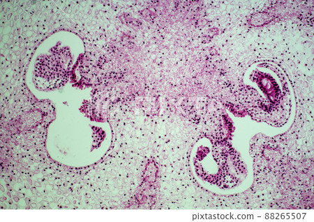 Cross section of lily ovary microscopic image 88265507