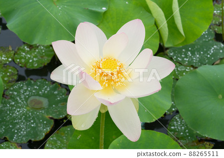 蓮花 蓮花 88265511