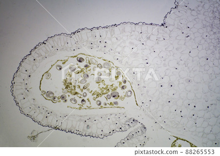 Cross section of lily anther microscopic image 88265553