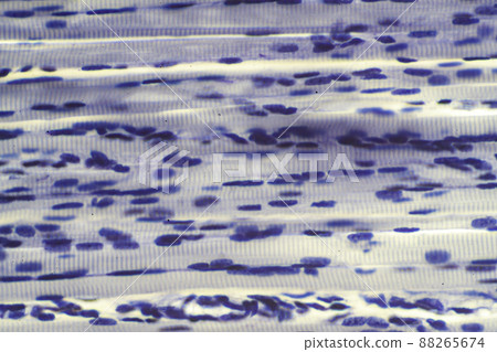 骨骼肌（橫紋肌）顯微圖像 88265674