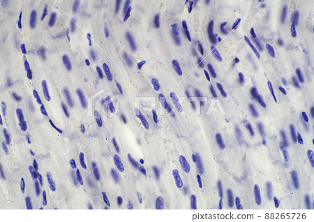 心肌（橫紋肌）顯微圖像 88265726