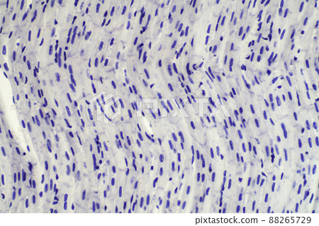 心肌（橫紋肌）顯微圖像 88265729