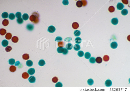 Rape pollen microscopic image Rape pollen microscopic image 88265747