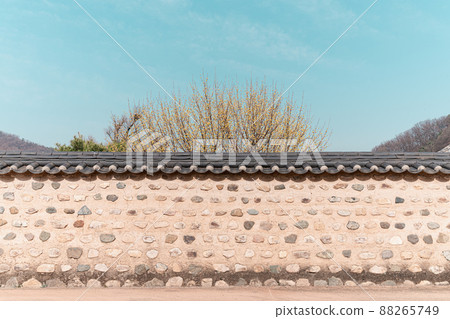 Forsythia on the tiled wall of a traditional Korean house 88265749
