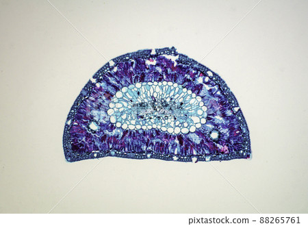 Cross section of pine needles, microscopic image 88265761