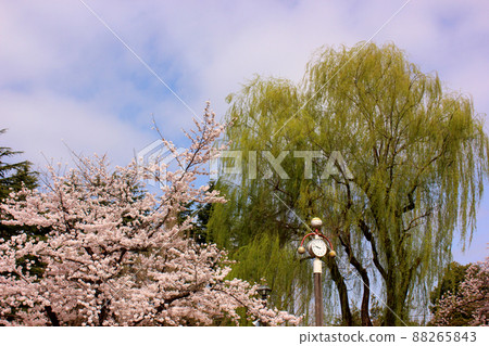 Myoshoji Park where spring has come (1) 88265843