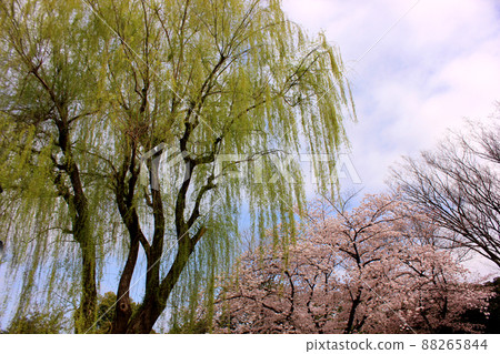 Myoshoji Park where spring has come (2) 88265844