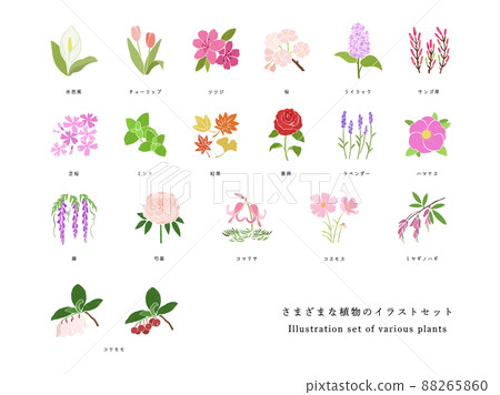 不同種類植物的手繪插圖集 88265860