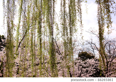 Cherry blossoms and willow branches in Myoshoji Park (3) Cherry blossoms and willow branches in Myoshoji Park (3) 88265861