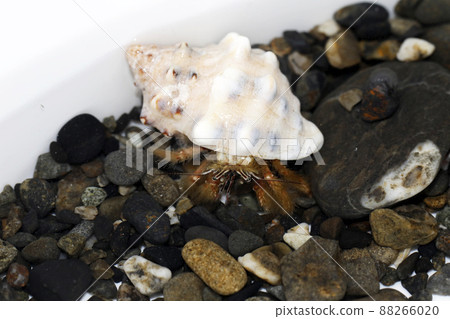 報刊雜誌 報刊雜誌 88266020