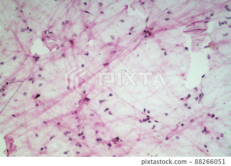 Loose connective tissue microscopic image 88266051