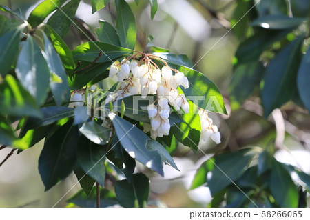 Japanese andromeda flower in full bloom 88266065