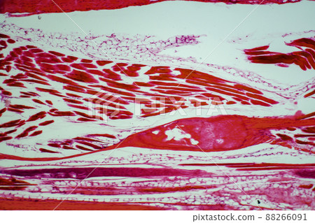 緻密結締組織顯微圖像 88266091