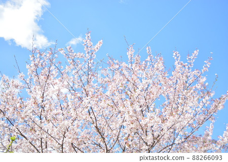 Cherry blossoms in Sanso Park Cherry blossoms in Sanso Park 88266093