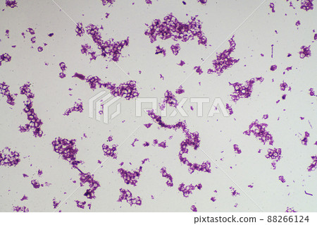乳酸菌顯微鏡圖像 88266124